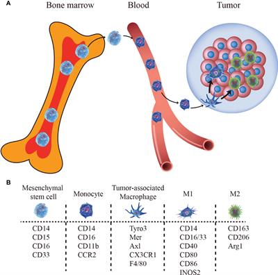 The role of macrophages-mediated communications among cell compositions of tumor microenvironment in cancer progression